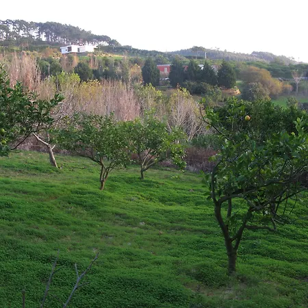 Quinta Raposeiros - Ocean View Ericeira Daire *