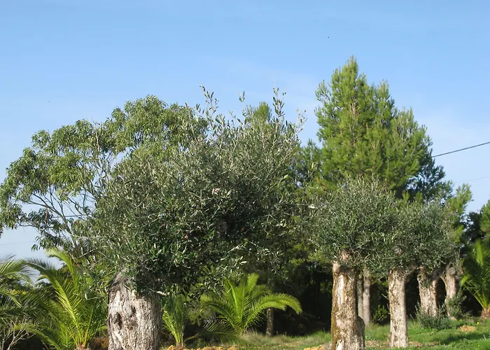Quinta Raposeiros - Ocean View Ericeira Santo Isidoro